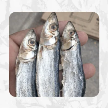 Mural (முரல் - தொண்டன்)