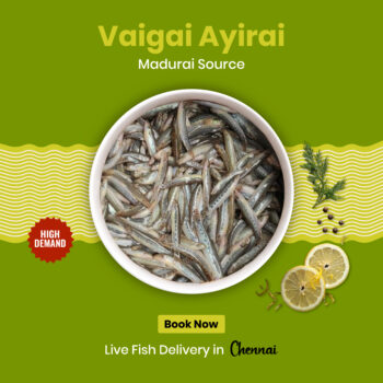 500g- AYIRAI MEEN – அயிரை (INDIAN SPINY LOACH)